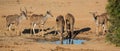 Impala Antelope Quenching Thirst at a Water Hole Royalty Free Stock Photo