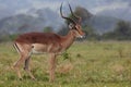 Impala Antelope Ram Royalty Free Stock Photo