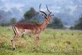 Impala Antelope Ram Royalty Free Stock Photo