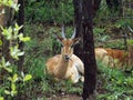 Impala antelope resting, alert, looking into the camera lens in a forest.