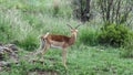 Impala antelope rooibok africa green grass trees rock Royalty Free Stock Photo