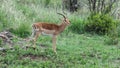 Impala antelope rooibok africa green grass trees rock Royalty Free Stock Photo