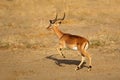 Impala antelope running - Kruger National Park Royalty Free Stock Photo