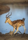 Adult male impala standing in mud at the edge of water in Kruger Park in South Africa Royalty Free Stock Photo