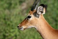 Impala Antelope - Serengeti, Tanzania, Africa Royalty Free Stock Photo