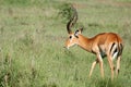 Impala Antelope - Serengeti, Tanzania, Africa Royalty Free Stock Photo