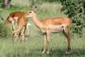 Impala Antelope - Serengeti, Tanzania, Africa Royalty Free Stock Photo