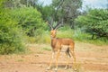 Impala antelope in South African game reserve Royalty Free Stock Photo