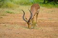 Impala antelope in South African game reserve Royalty Free Stock Photo