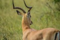 Impala antelope in South African game reserve Royalty Free Stock Photo