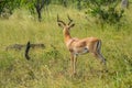 Impala antelope in South African game reserve Royalty Free Stock Photo