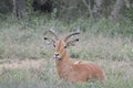 Impala antelope in South African game reserve Royalty Free Stock Photo