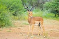 Impala antelope in South African game reserve Royalty Free Stock Photo