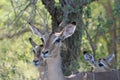 Impala antelope standing alert in the presence of a predator