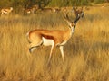 An impala antelope standing side on in long grass Royalty Free Stock Photo