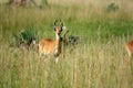 Impala Antelope, Uganda, Africa Royalty Free Stock Photo