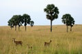 Impala Antelope, Uganda, Africa Royalty Free Stock Photo