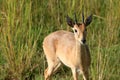 Impala Antelope, Uganda, Africa Royalty Free Stock Photo