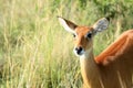 Impala Antelope, Uganda, Africa Royalty Free Stock Photo