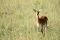 Impala Antelope, Uganda, Africa Royalty Free Stock Photo