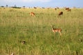 Impala Antelope, Uganda, Africa Royalty Free Stock Photo