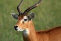 Impala Antelope, Uganda, Africa Royalty Free Stock Photo