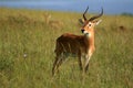 Impala Antelope, Uganda, Africa Royalty Free Stock Photo