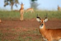 Impala Antelope, Uganda, Africa Royalty Free Stock Photo