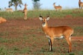 Impala Antelope, Uganda, Africa Royalty Free Stock Photo