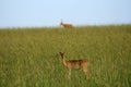 Impala Antelope, Uganda, Africa Royalty Free Stock Photo