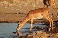 Impala antelope at waterhole