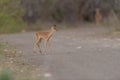 Impala calf baby impala in the wilderness Royalty Free Stock Photo