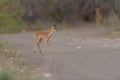 Impala calf baby impala in the wilderness