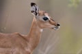 Impala calf baby impala in the wilderness Royalty Free Stock Photo