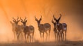 Impala Antelope - Wildlife Background from Africa - Antelope Family Royalty Free Stock Photo