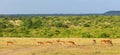 Impala antelopein the savanna