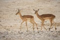 Impala antelopes