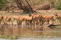 Impala antelopes Royalty Free Stock Photo