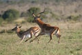 Impala antelopes Royalty Free Stock Photo