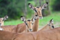 Impala antelopes