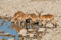 Impala antelopes at a waterhole