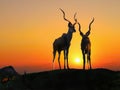 Impala Antelopes, Africa Sunset Royalty Free Stock Photo