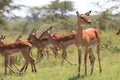 Impala Royalty Free Stock Photo
