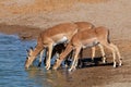 Impala antelopes drinking water