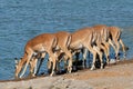 Impala antelopes drinking water - Etosha National Park