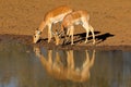 Impala antelopes drinking at a waterhole