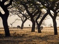 Impala antelopes grazing between silhouettes of trees during sunset, Mlilwane Wildlife Sanctuary, Swaziland, Africa Royalty Free Stock Photo