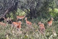 Impala Antelopes Grazing, in Tarangire National Park, Tanzania Royalty Free Stock Photo