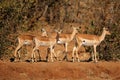 Impala antelopes - Kruger National Park Royalty Free Stock Photo