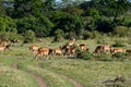 Impala antelopes in the savannah, Masai Mara, Kenya, Africa Royalty Free Stock Photo